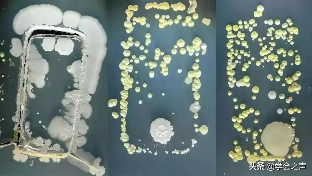 科学防疫手机消毒很有必要,疫情期间怎么给手机杀菌消毒