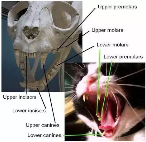 猫咪牙痛吃什么药,猫咪牙齿又黑又黄帮它刷牙不配合