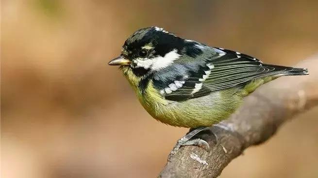 这十种鸟好养便宜干净还粘人,贝子红子黑子哪个好养