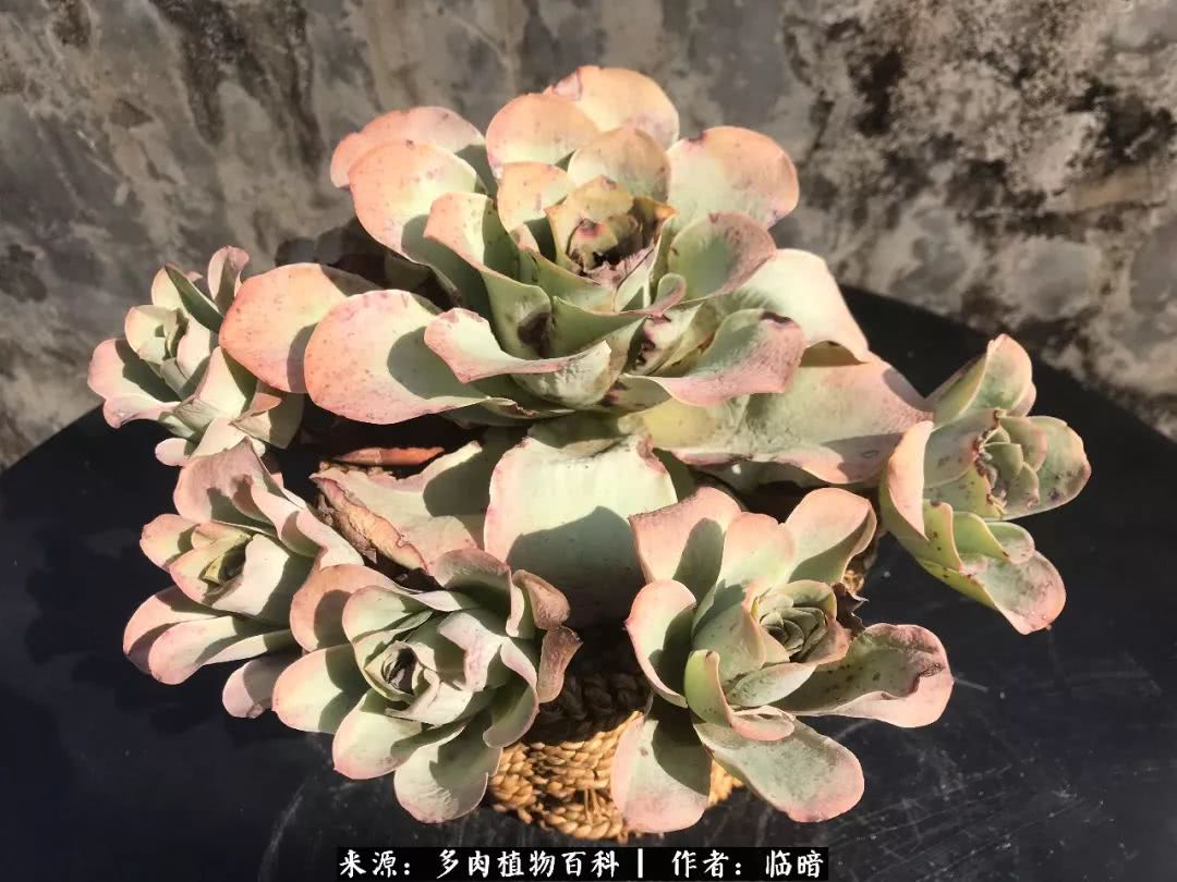 多肉带给我的感情,多肉给人们带什么作用