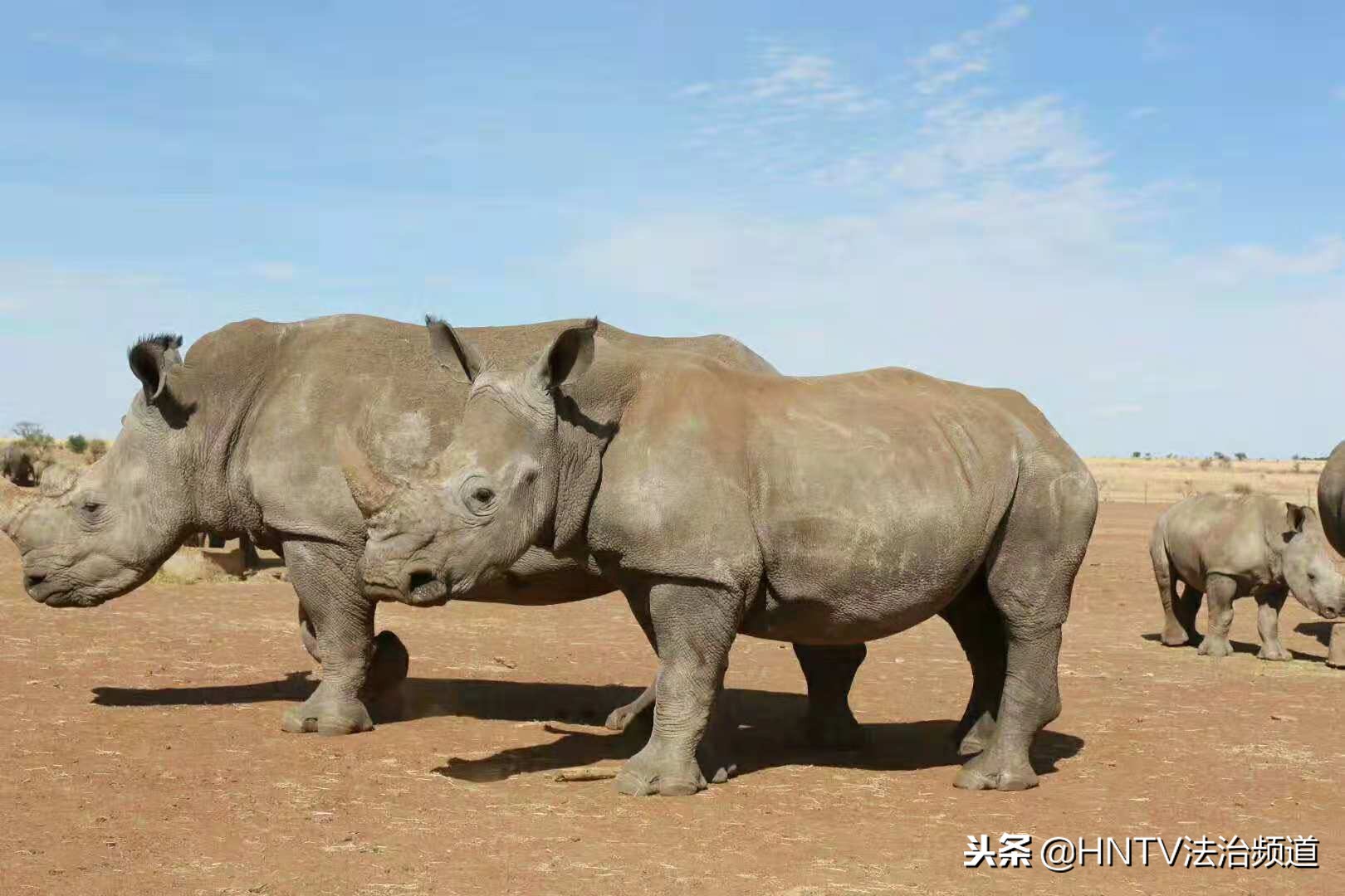 南非富翁饲养野生犀牛，取犀牛角合法买卖