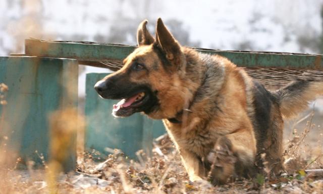 警犬执行任务牺牲训导员赶到哭了,功勋警犬山地奔袭3小时中暑晕厥