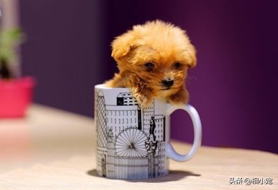 茶杯犬萌宠图片大全,茶杯犬排行榜