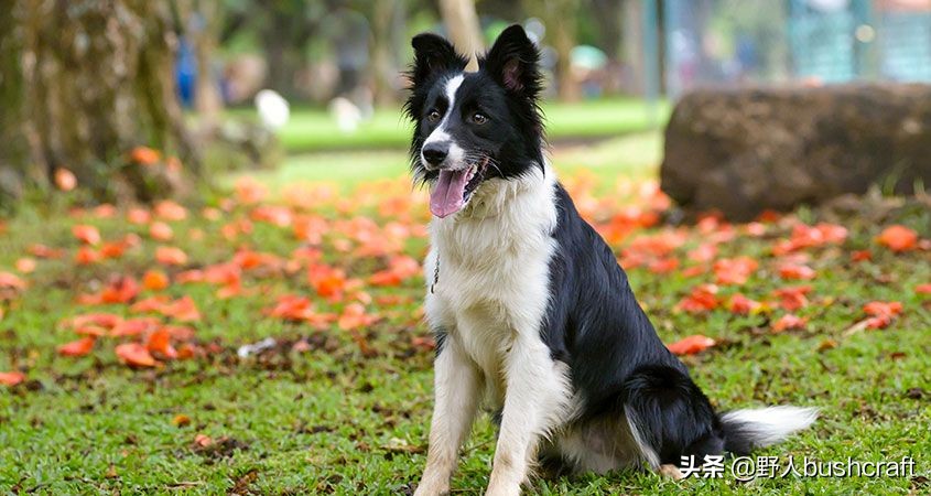 八种适合户外的伴侣狗狗,居然还有它