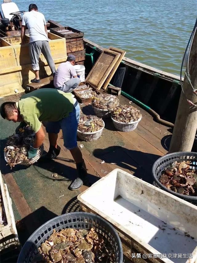 海边可以赶海吃住玩一体的农家院,秦皇岛黄金海岸牧海农家院