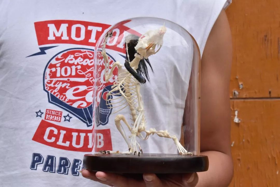 捡的动物尸体做标本收藏,现场解剖动物尸体