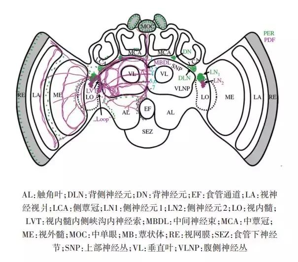 蜜蜂科学研究,蜜蜂的社会性与生物节律