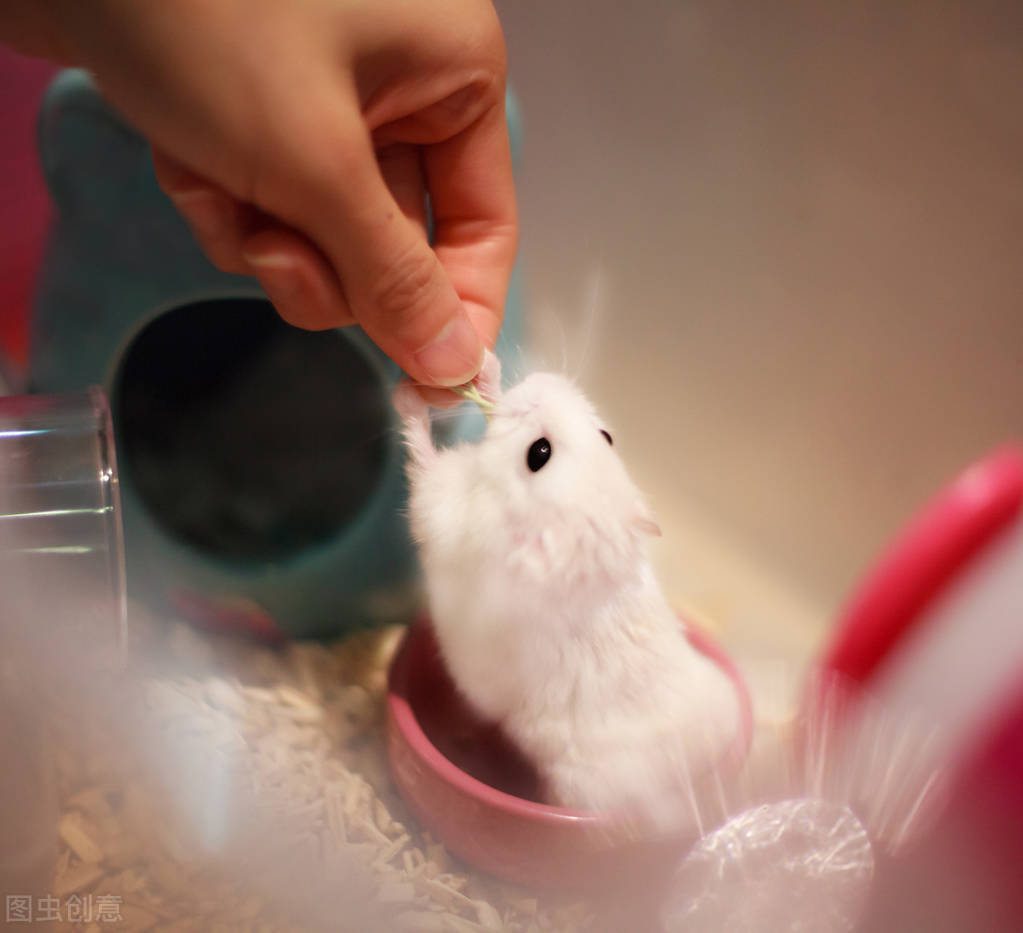 仓鼠不喝水怎么办可以吃什么,为什么怎么喂仓鼠仓鼠都不喝水