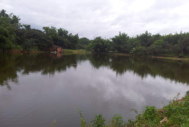 连续暴雨天鱼塘的管理,下暴雨后鱼塘有泡沫怎样处理