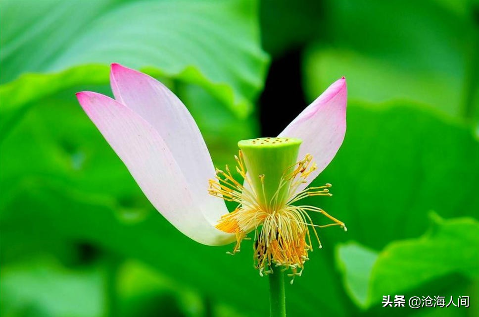 写荷花的诗词有多少,禅意荷花的诗词