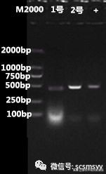 猪圆环病毒和副嗜血杆菌的关系,蓝耳病与猪圆环病毒