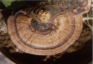 颗粒板爱格好吗,颗粒板爱格