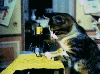 怀孕期间能够养宠物猫狗吗,怀孕养猫狗对宝宝有影响吗