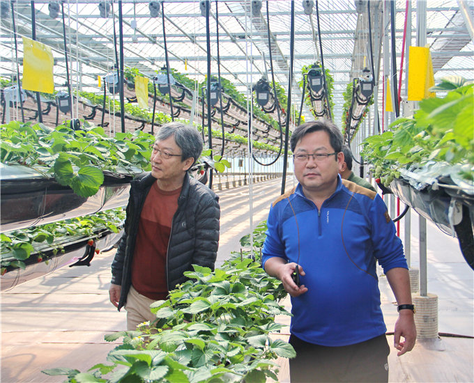 草莓立体栽培技术视频,草莓立体栽培的利与弊