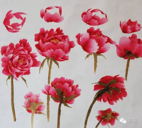 张克申写意牡丹画法教程,邵丹写意牡丹各阶段画法