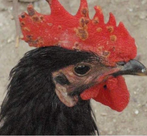 鸡痘怎么治鸡长鸡痘怎么办，轻松治疗鸡痘