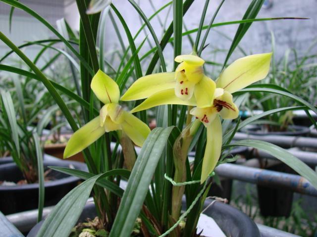 花盆起虫子用什么灭虫子,怎样杀死花盆里面的小飞虫