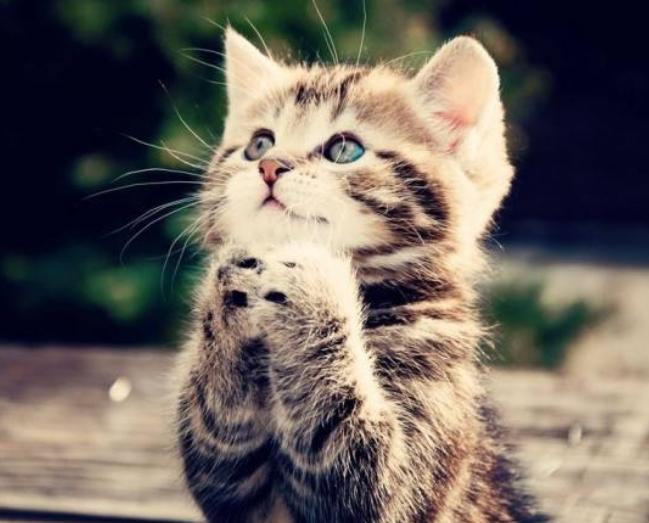 猫咪体外驱虫最好的药是什么,猫咪体外驱虫用什么药好