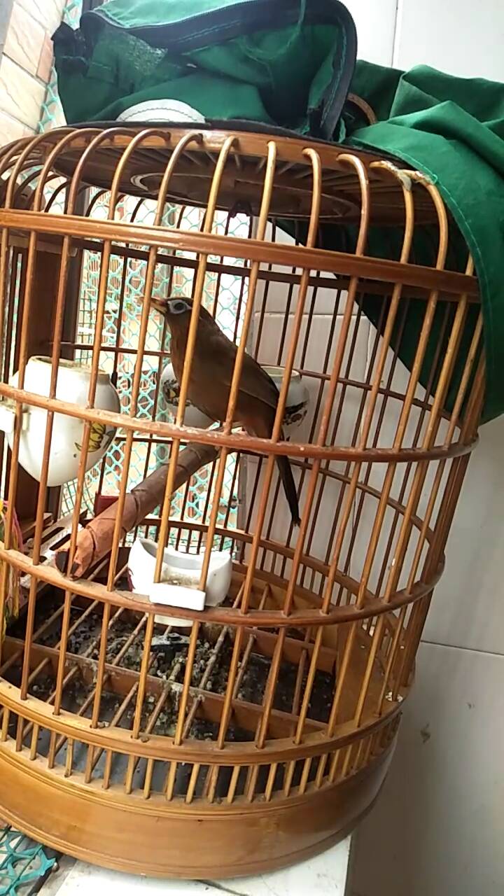 发现画眉鸟受伤了怎么办,画眉鸟落性如何恢复