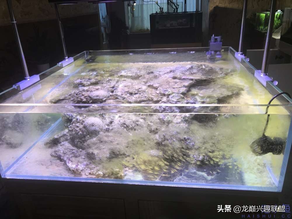 从零开始玩海缸的方法,从零开始玩海缸全过程