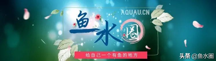 地图鱼和罗汉鱼混养的正确方法,罗汉鱼可以和地图鱼鹦鹉鱼混养吗