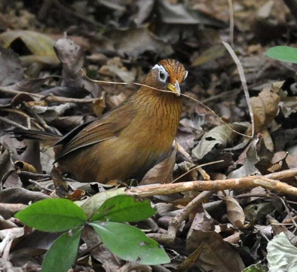 母画眉教程大全,画眉怎么用虱螨净