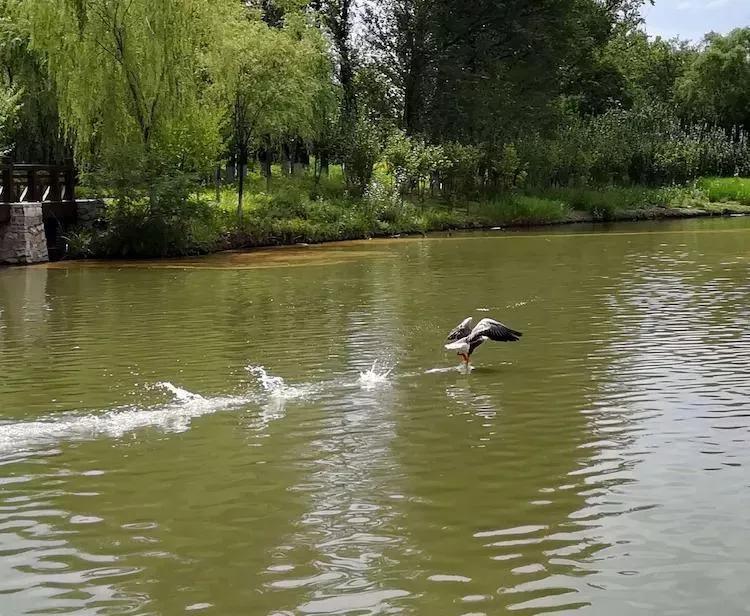 北京独门独院小四合院出售,北京四合院单身公寓