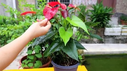 红掌花姿奇特美妍,花苞似佛焰,叶片翠绿欲滴,最佳室内盆栽