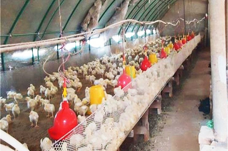 赊鸡苗套路,赊鸡苗助脱贫