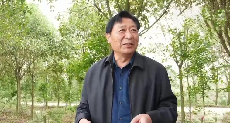 种植摇钱树致富经,荒山种植摇钱树