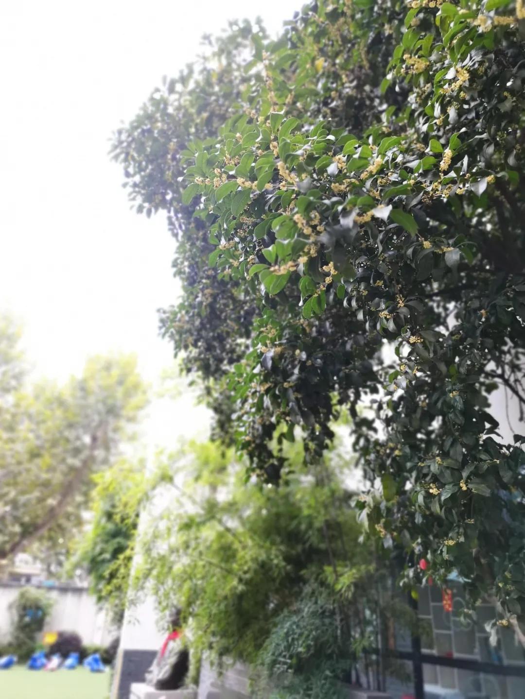 最美的风景美丽的校园,最美的风景就是校园