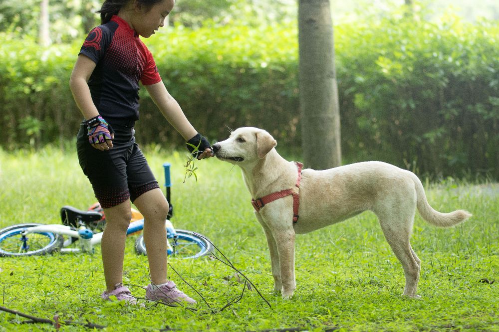 这是什么狗,狗狗横齿什么样
