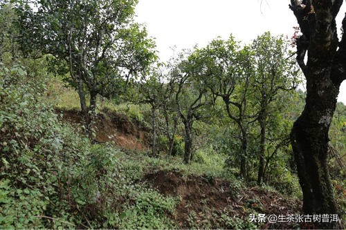 坝歪古树茶口感怎么样,南糯山半坡老寨古树茶口感