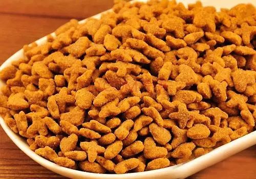 养猫怎么喂养小猫,新手养猫准备接猫咪需要买什么