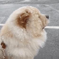 什么样才算纯种狗？纯种狗是怎么培育出来的？