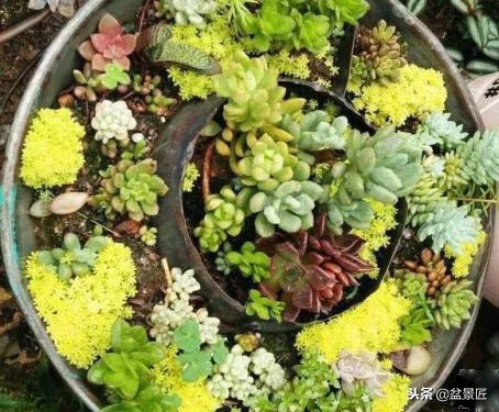 废物改造花盆绿植,旧物改造吊兰花盆