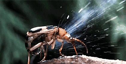 搞笑段子,搞笑动图gif微信可爱表情包