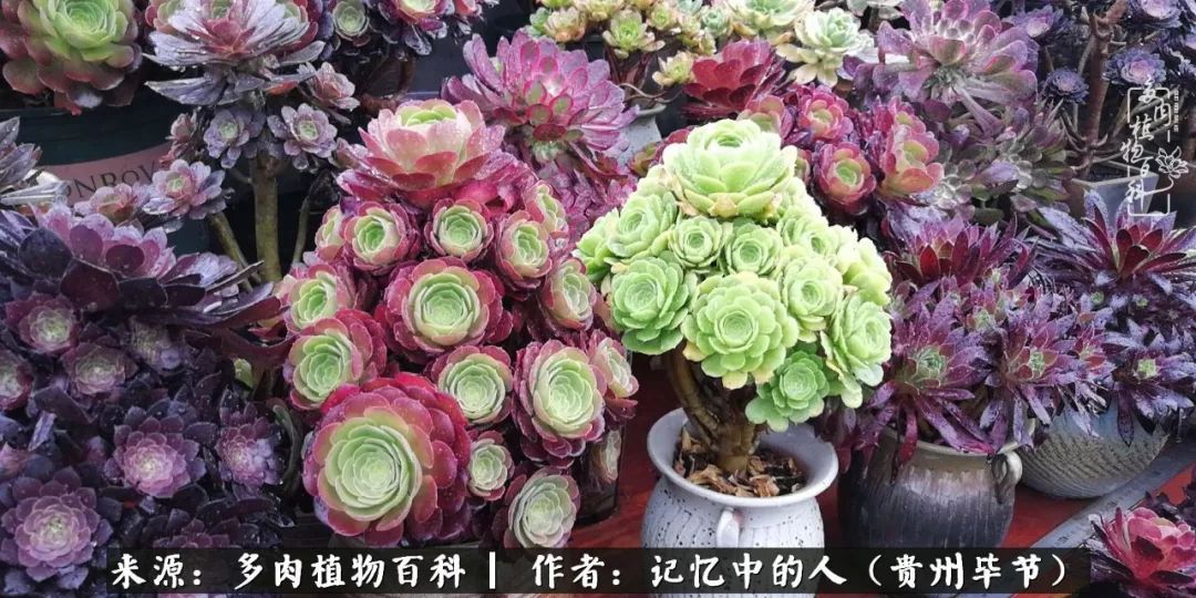 我心中的玫瑰原唱,我心中的玫瑰全部歌曲