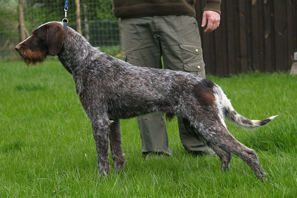 最聪明的十大狗狗品种介绍,史上最全的狗狗品种记得收藏