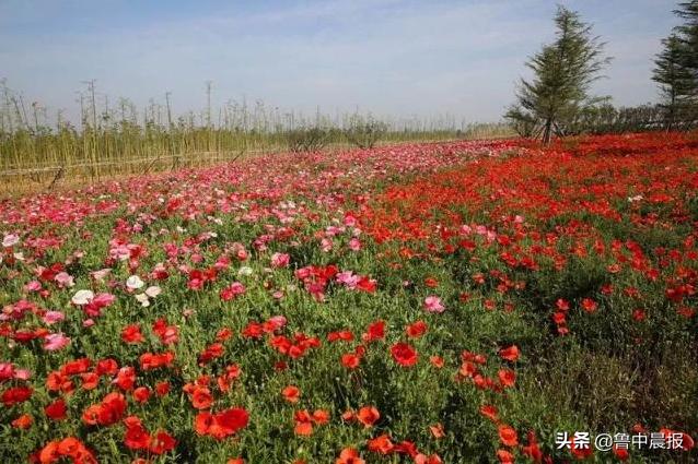 潍坊金宝乐园一日游价格,潍坊金宝乐园旅游攻略