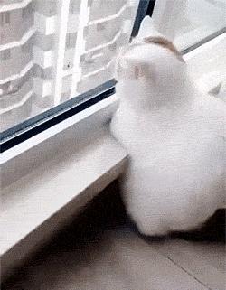 科学研究表明撸猫好处多多,撸猫已经成为了一种“病”