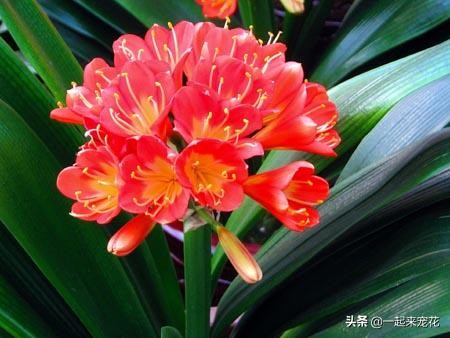 君子兰冬天养护方法及注意事项,君子兰受冻叶子蔫了