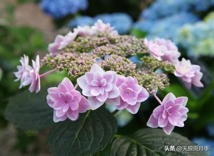 绣球季家里不缺花，全场8折迎初夏