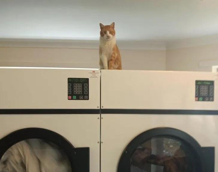 与陌生的猫接触,两只不认识的猫咪相遇会发生什么