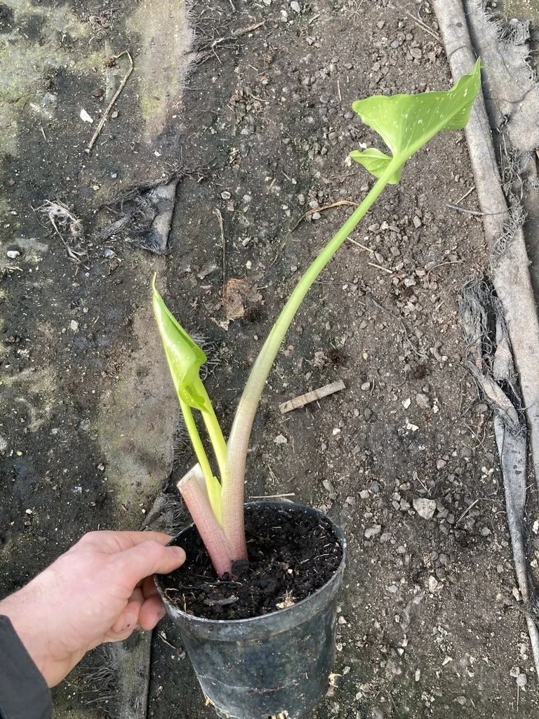 马蹄莲盆栽养殖方法和注意事项,马蹄莲的块茎一定要挖出来吗