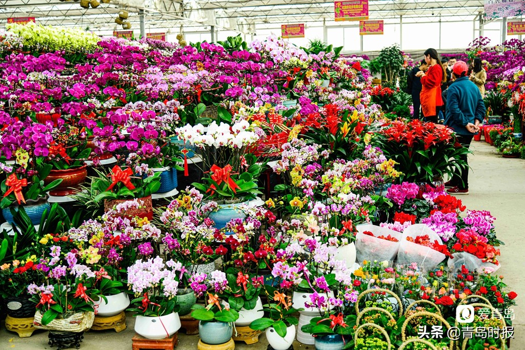 青岛人每年过年必逛！枯桃花卉市场多彩蝴蝶兰贺新春