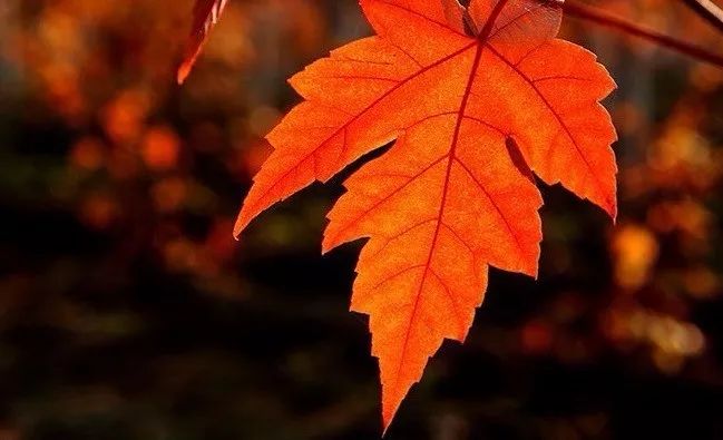 昌平最美的秋景在哪里,北京最美的秋景赏叶胜地香山公园