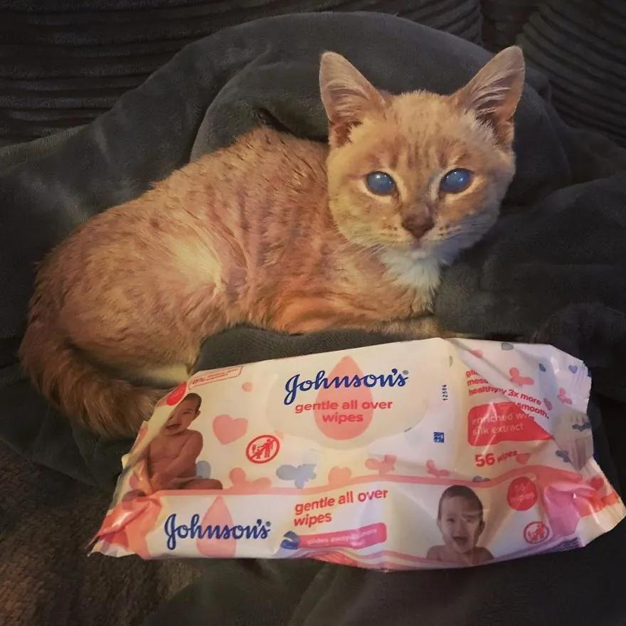 长了一双风暴之眼的侏儒猫咪，命运多舛，幸得善终