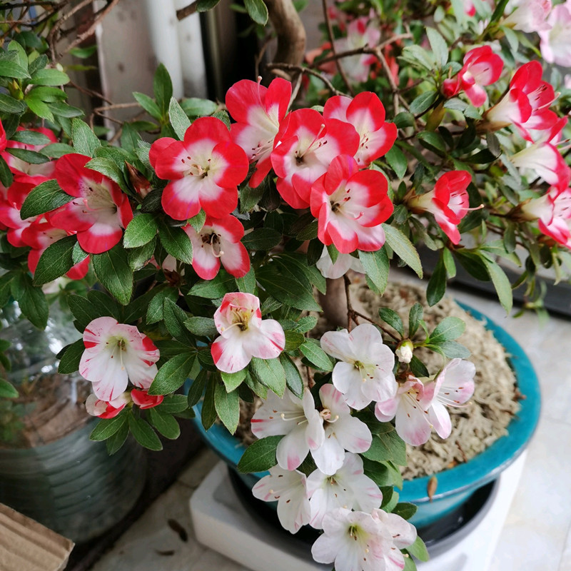 杜鹃花家养小方法,杜鹃花怎样养成活率高