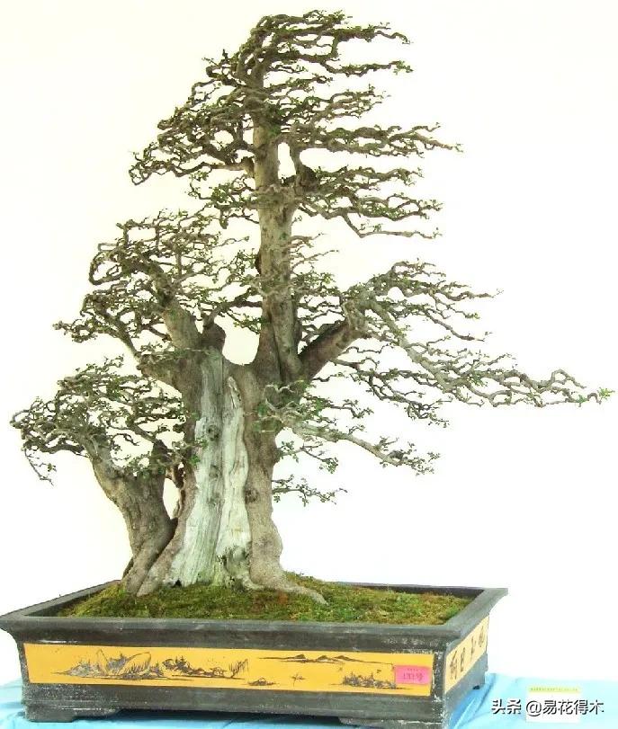 盆景制作与赏析观花,盆景对节白蜡怎么造型